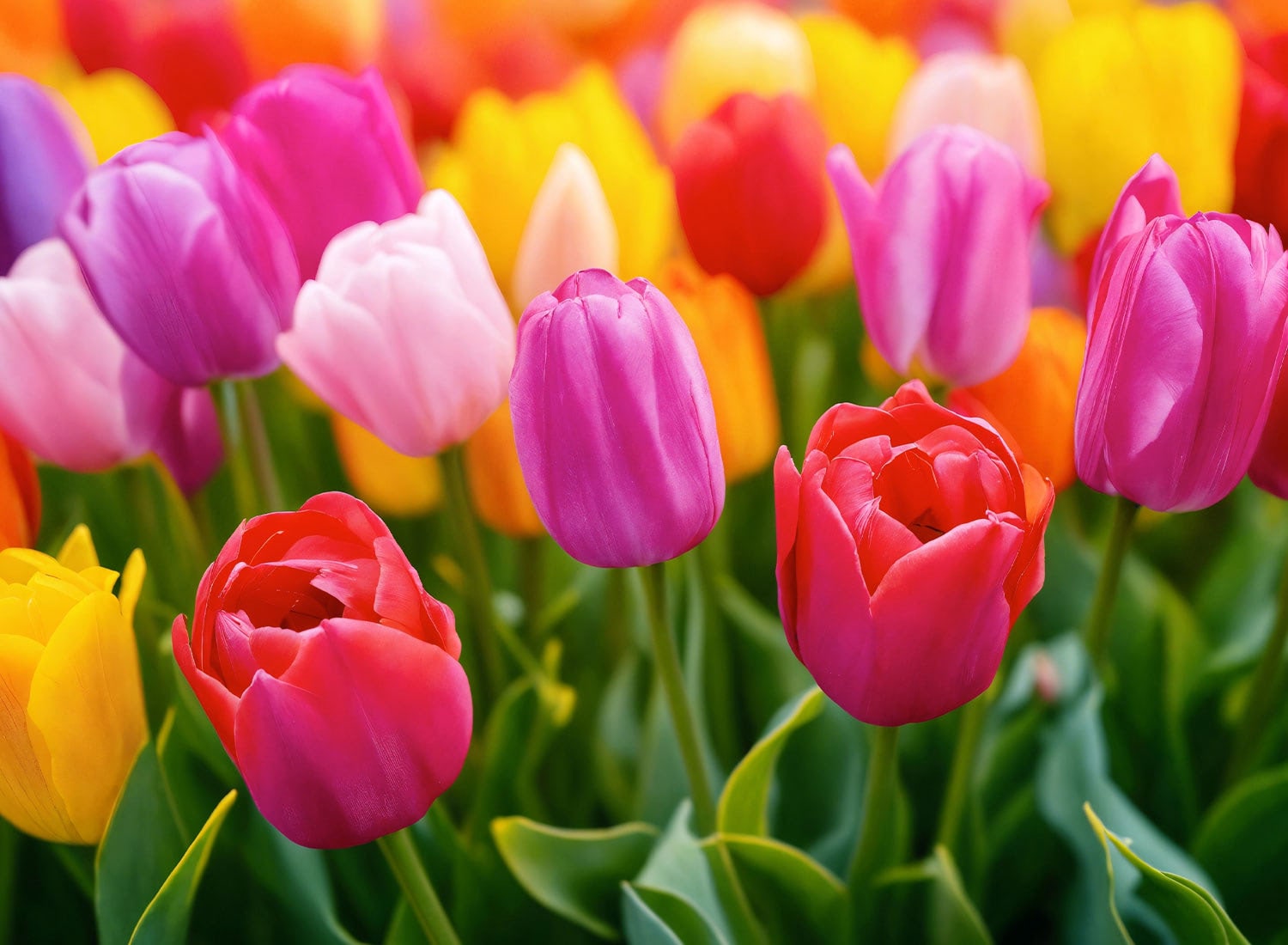 Bright pink, yellow, and red tulips blooming in colorful spring garden