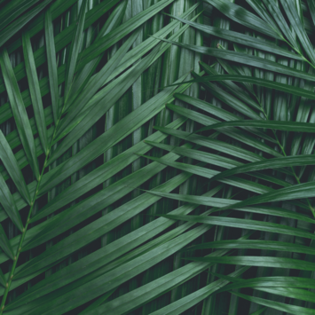 Greenery