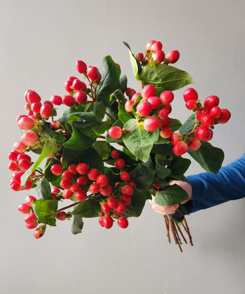 Hypericum Berries