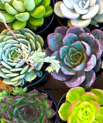 Succulent