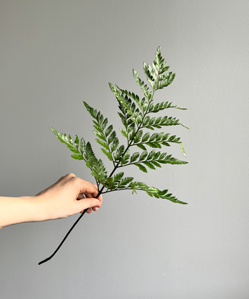 Baker Fern