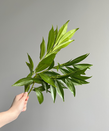 Cocculus
