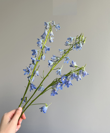 Delphinium 