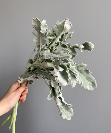 Dusty Miller