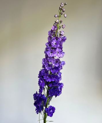 Hybrid Delphinium