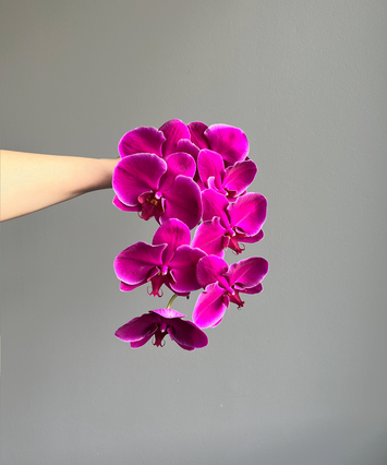 Phalaenopsis Stem Purple