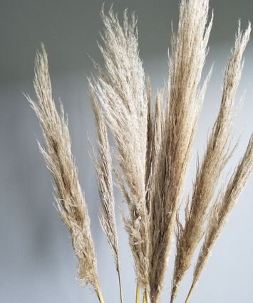 Pampas Grass Dried