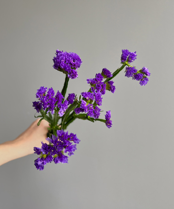 Statice Purple