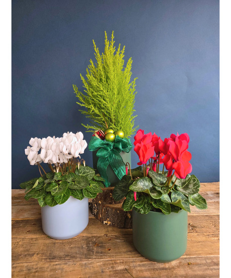 Winter Tidings Plant Trio