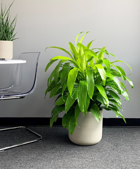 Dracaena Limelight in Ceramic Premium