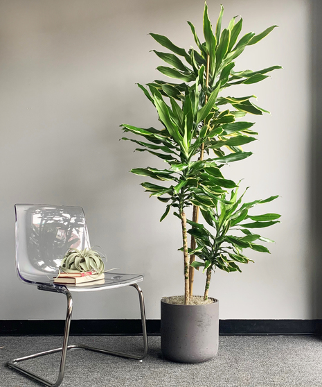 Dracaena Moonlight Premium