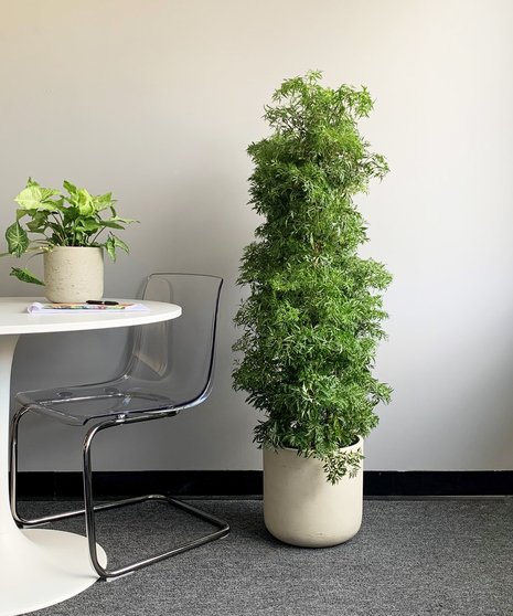 Ming Aralia in Ceramic Premium
