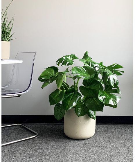 Monstera Plant
