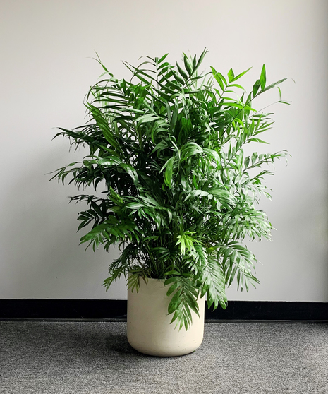 Neanthe Bella Palm in Ceramic - Premium