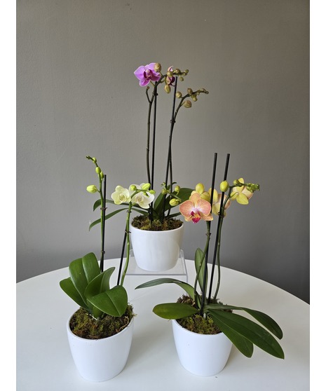 Orchid Trio
