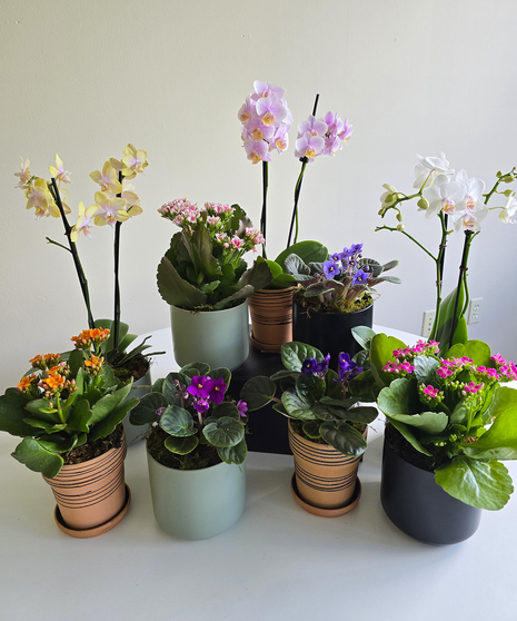 Petite Blooming Plants