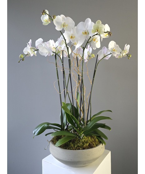 Moonstone Triple Orchids
