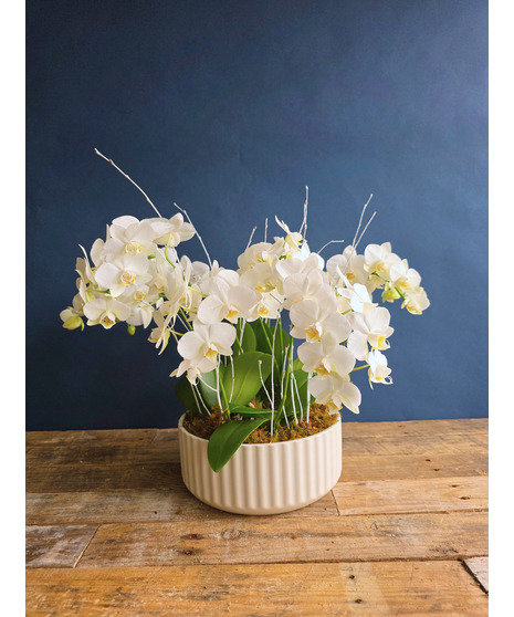 Winter White Orchid Grove