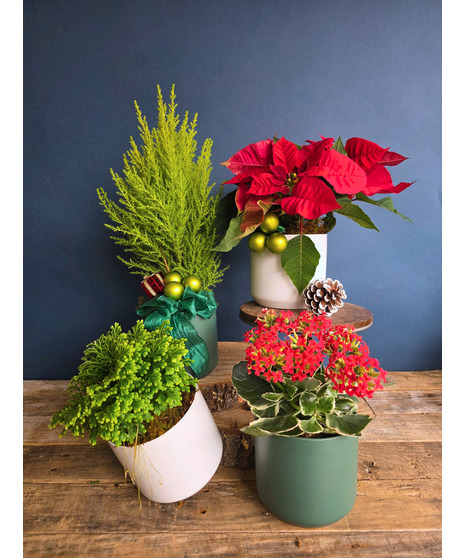 Holiday Hosting Plant Set