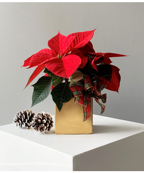 Poinsettia for Host