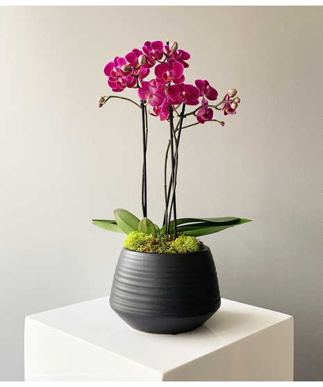 Petite Orchid in Tao Pot