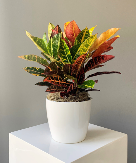 The Croton