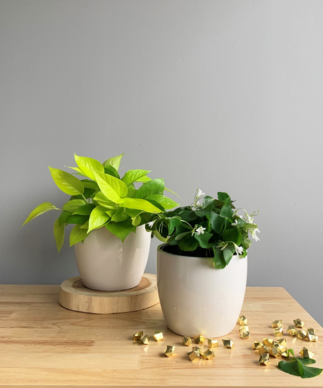 St. Patrick's Plant Collection