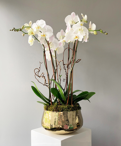 Gilded Glamour Orchids