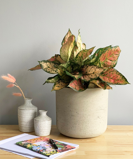 Aglaonema in Ceramic Deluxe