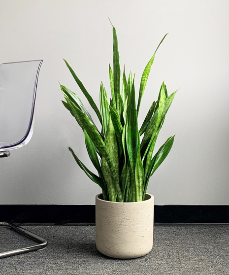 Snake Plant 