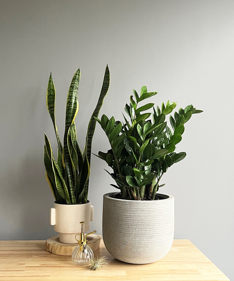 ZZ Plant in Ceramic Deluxe