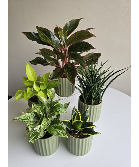 Green Plants