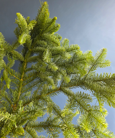 Noble Fir Wintergreen