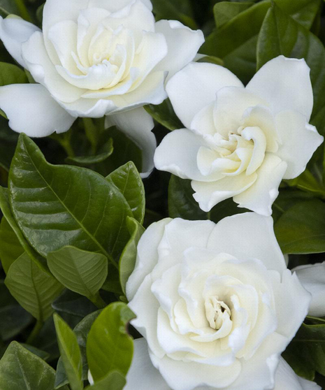 Gardenia