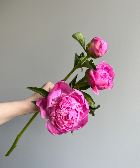 Peony Hot Pink (1 bunch/ 10 stems)