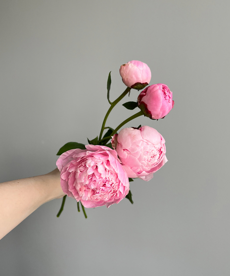 Peony Light Pink (1 bunch/ 10 stems)