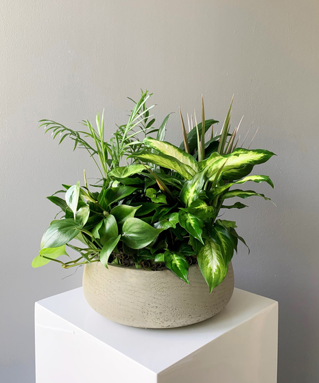 Dish Garden Premium