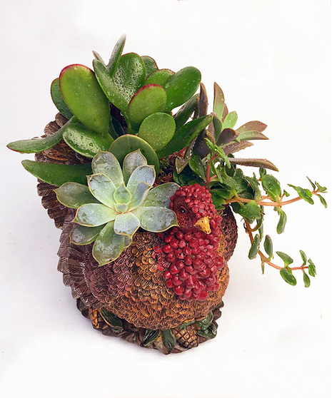 Tom the Turkey with Succulents