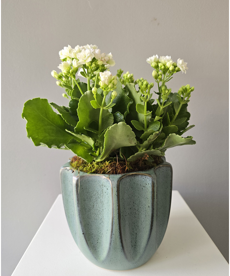 Calandiva In Ceramic