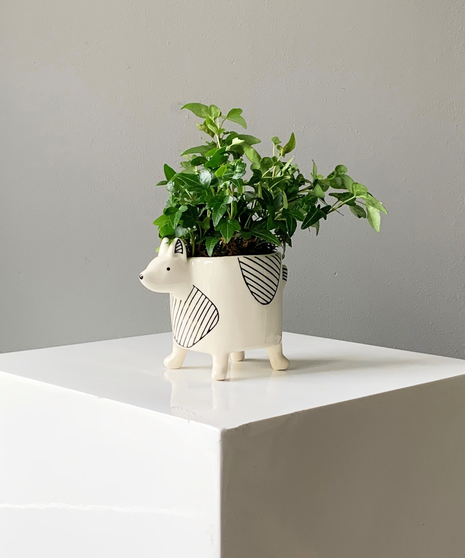 Chappy Pot with Plant