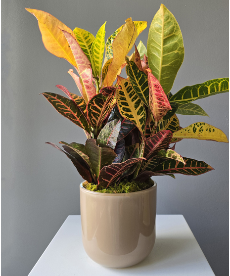 The Croton