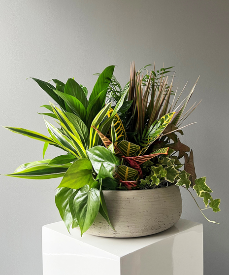 Luxe Dish Garden