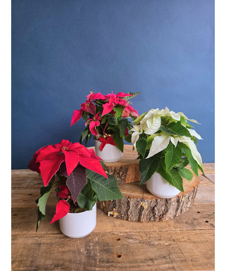 Merry Mini Plant Trio