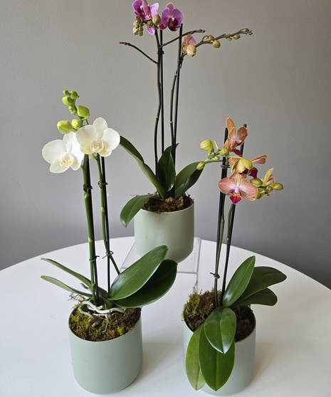 Orchid Trio