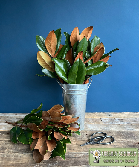Magnolia Tips