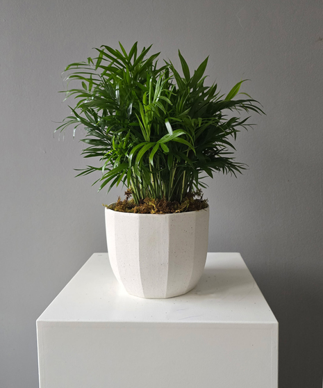Neanthe Bella Palm