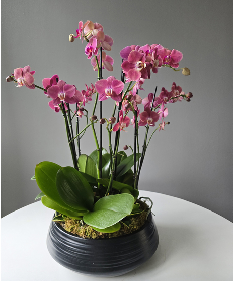 Orchid Bloom in Black