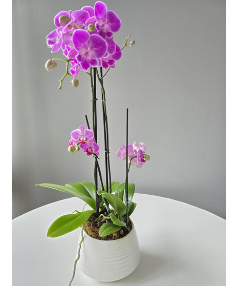 The Orchid Duet