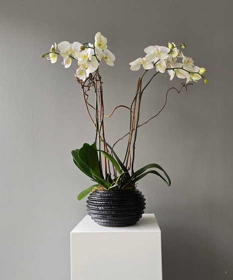 Orchid Fusion