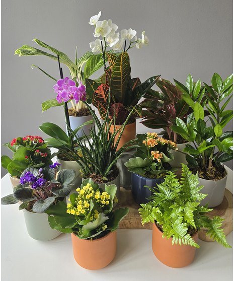 Petite Blooming Plants